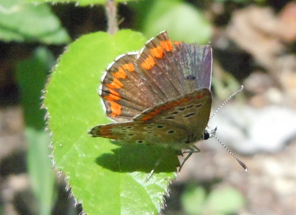 Polyommatus icarus?